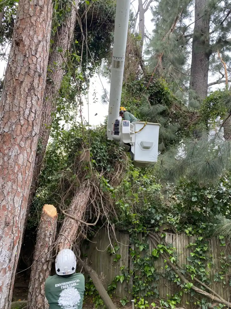 Tree Trimming